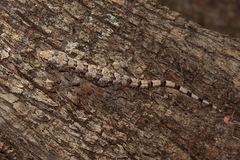 Hemidactylus mercatorius