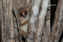 Microcebus murinus