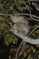 Lepilemur ruficaudatus