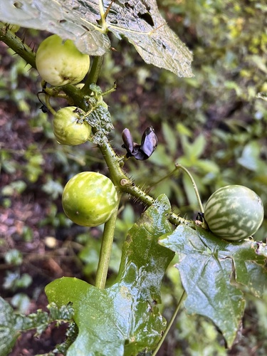 love-apple nightshade