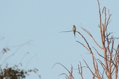 Merops superciliosus