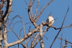 Accipiter francesiae