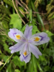 Iris confusa