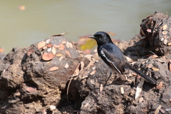 Copsychus albospecularis