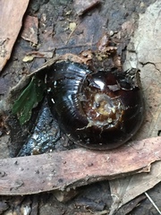 Victaphanta compacta