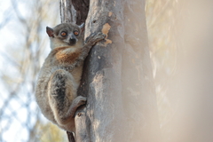 Lepilemur ruficaudatus