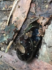 Victaphanta compacta