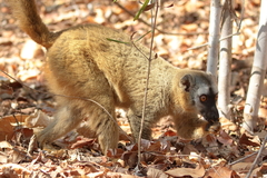 Eulemur rufifrons
