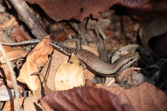 Trachylepis tandrefana