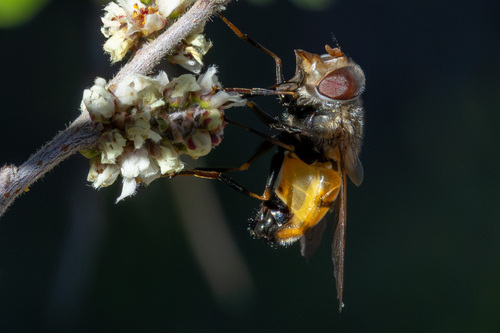 Unknown species found near Portal, AZ 85632, USA