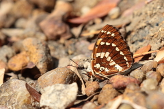 Byblia anvatara anvatara