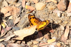 Byblia anvatara anvatara