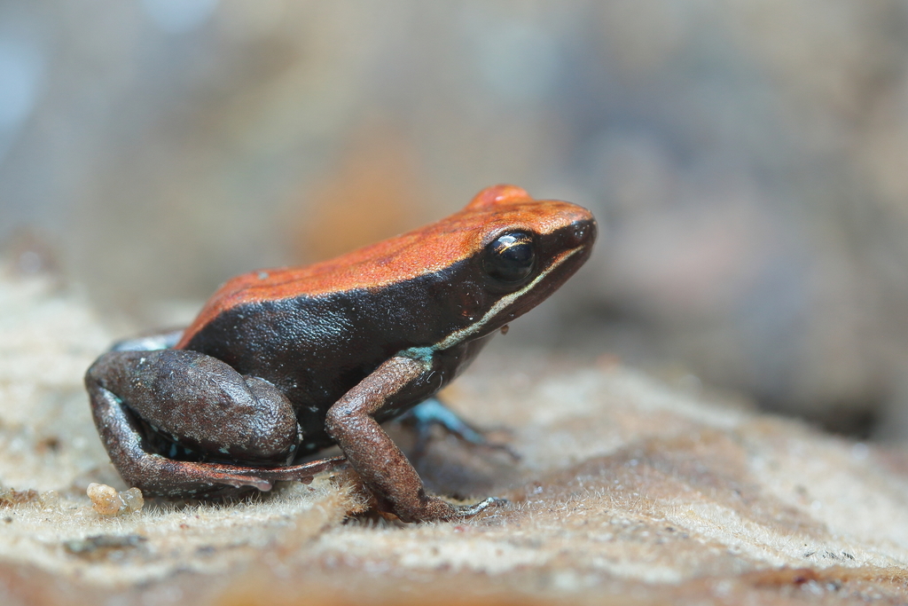 Betsileo Golden Frog