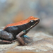 Bronze Mantella - Photo (c) Tommy Hui, some rights reserved (CC BY-NC), uploaded by Tommy Hui