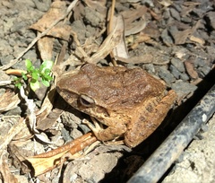 Craugastor fitzingeri