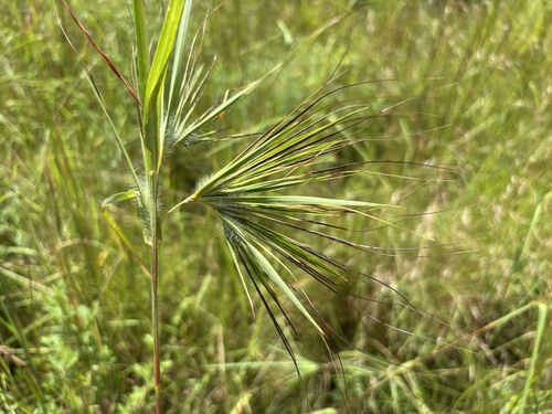 Themeda arguens observed 2026-03-26