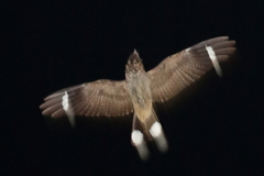 Caprimulgus madagascariensis
