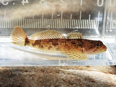 Black Sculpin photo 2