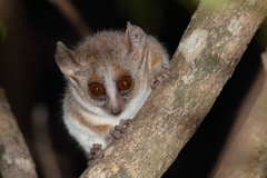 Microcebus murinus
