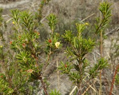 Phyllota pleurandroides