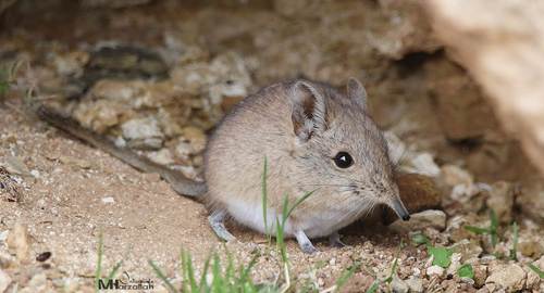 North African Elephant Shrew