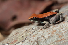 Mantella betsileo