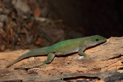 Phelsuma kochi