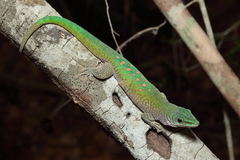 Phelsuma kochi