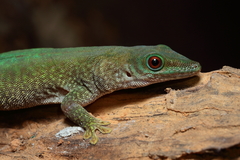 Phelsuma kochi