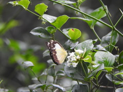 Cepora perimale scyllara