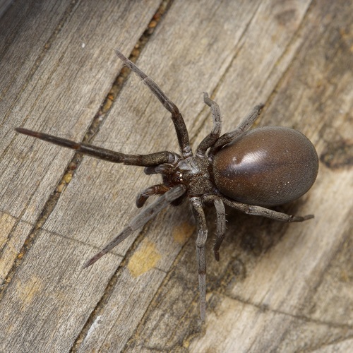 Arizona black hole spider photo 2