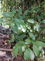 Laurelia sempervirens