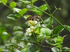 Cepora perimale scyllara