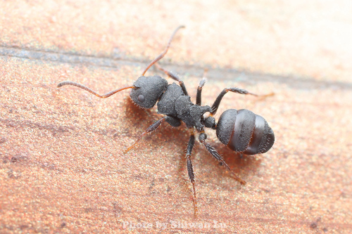 毛钳弓背蚁Camponotus lasiselene