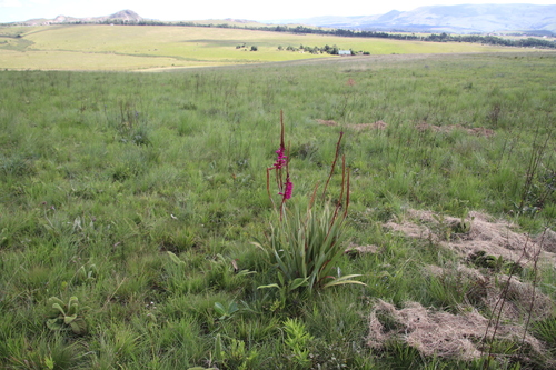 Image of Watsonia pulchra by (c) Tony Rebelo, some rights reserved (CC BY-SA)