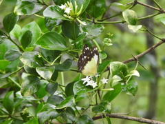 Cepora perimale scyllara