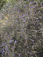 Ceanothus foliosus foliosus