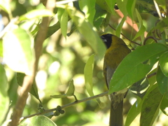 Caryothraustes poliogaster