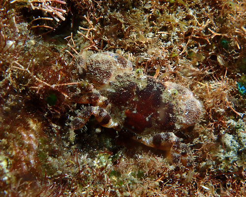 Xanthias lamarckii observed 2025-12-11