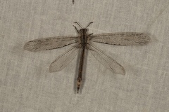Heoclisis fundata