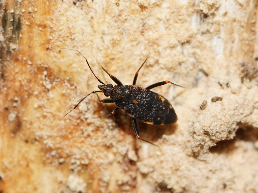 Xenocylapidius