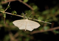 Scopula perlata