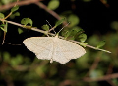 Scopula perlata
