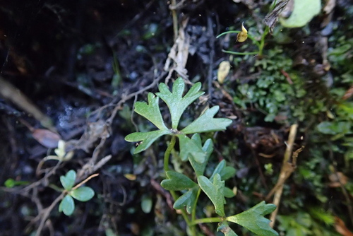 Waoriki (Ranunculus amphitrichus)