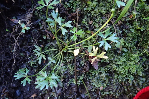 Ranunculus amphitrichus, photograph 4