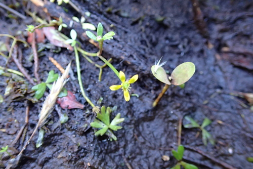 Ranunculus amphitrichus, photograph 3