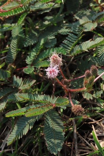 Mimosa pudica