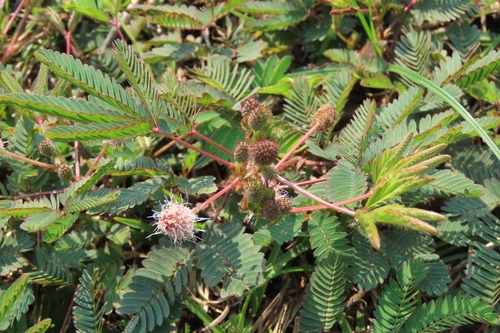 Mimosa pudica