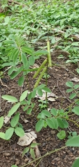 Indigofera baileyi