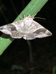 Bastilla solomonensis